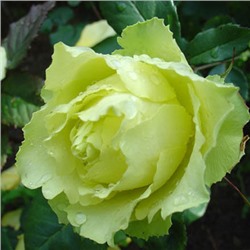 Роза чайно-гибр Супер Грин (зеленовато-желтый) 1шт ЗС